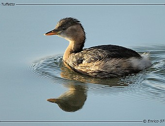 Animali 202